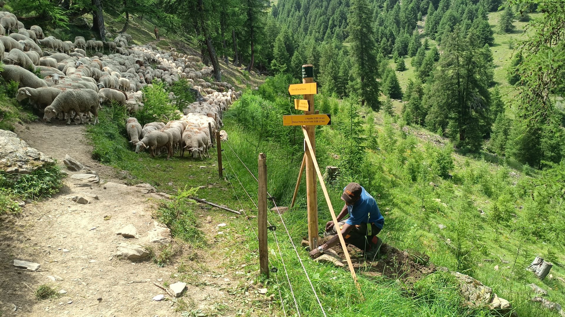 pose signalétique 